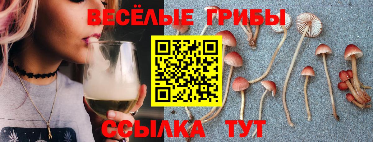 Галлюциногенные грибы Psilocybine cubensis Сальск
